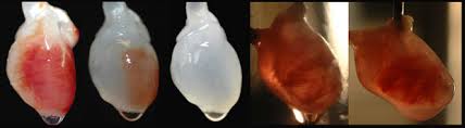 heart stem cell